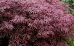 Red Dragon Dwarf Japanese Maple - 1 Gallon Pot -Garden Plants Shop Japanese Maple Red Dragon 3 1