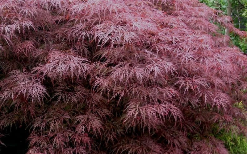 Red Dragon Dwarf Japanese Maple - 3 Gallon Pot 9 Red Dragon Dwarf Japanese Maple - 3 Gallon Pot - Image 7