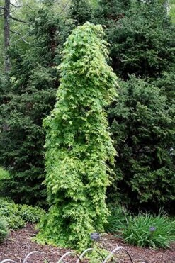 Ryusen Weeping Japanese Maple - 3 Gallon Pot -Garden Plants Shop Japanese Maple Ryusen 1