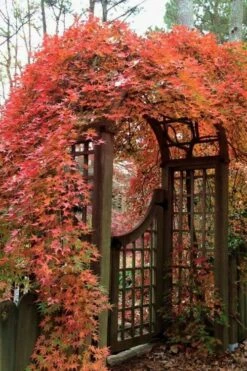 Ryusen Weeping Japanese Maple - 3 Gallon Pot -Garden Plants Shop Japanese Maple Ryusen 2