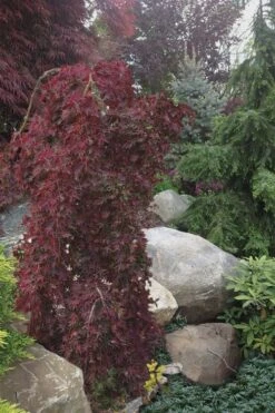 Ryusen Weeping Japanese Maple - 3 Gallon Pot -Garden Plants Shop Japanese Maple Ryusen 5