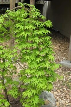Ryusen Weeping Japanese Maple - 3 Gallon Pot -Garden Plants Shop Japanese Maple Ryusen 6