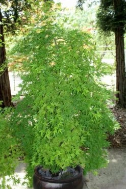 Ryusen Weeping Japanese Maple - 3 Gallon Pot -Garden Plants Shop Japanese Maple Ryusen 8