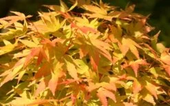 Sango Kaku Coral Bark Japanese Maple - 5 Gallon Pot -Garden Plants Shop Japanese Maple Sango Kaku 22