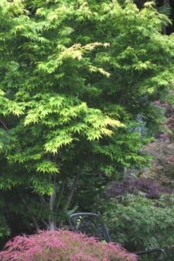Sango Kaku Coral Bark Japanese Maple - 5 Gallon Pot -Garden Plants Shop Japanese Maple Sango Kaku 30