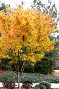 Sango Kaku Coral Bark Japanese Maple - 3 Gallon Pot (7-8') -Garden Plants Shop Japanese Maple Sango Kaku 31 1