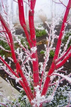 Sango Kaku Coral Bark Japanese Maple - 5 Gallon Pot -Garden Plants Shop Japanese Maple Sango Kaku Coral Bark 500x750 1