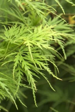 Seiryu Japanese Maple - 5 Gallon Pot -Garden Plants Shop Japanese Maple Seiryu 22
