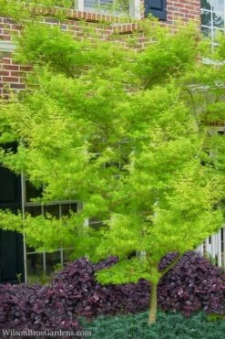 Seiryu Japanese Maple - 5 Gallon Pot -Garden Plants Shop Japanese Maple Seiryu 23