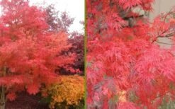Seiryu Japanese Maple - 5 Gallon Pot -Garden Plants Shop Japanese Maple Seiryu Fall Color
