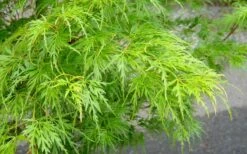 Seiryu Japanese Maple - 5 Gallon Pot -Garden Plants Shop Japanese Maple Seiryu Spring Color