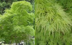 Seiryu Japanese Maple - 2 Gallon Pot -Garden Plants Shop Japanese Maple Seiryu Summer Color 1