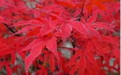 Shirazz Japanese Maple - 2 Gallon Pot -Garden Plants Shop Japanese Maple Shirazz 10