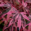 Shirazz Japanese Maple - 1 Gallon Pot -Garden Plants Shop Japanese Maple Shirazz 12 1