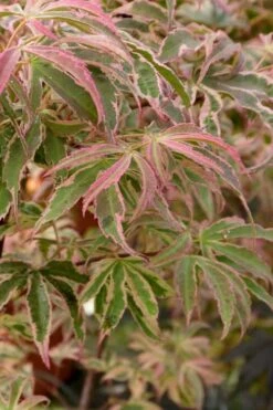 Shirazz Japanese Maple - 1 Gallon Pot 14 Shirazz Japanese Maple - 1 Gallon Pot -Garden Plants Shop Japanese Maple Shirazz 13 1