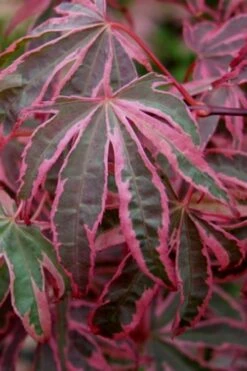Shirazz Japanese Maple - 1 Gallon Pot 13 Shirazz Japanese Maple - 1 Gallon Pot -Garden Plants Shop Japanese Maple Shirazz 6 1