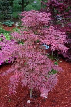 Shirazz Japanese Maple - 1 Gallon Pot 12 Shirazz Japanese Maple - 1 Gallon Pot -Garden Plants Shop Japanese Maple Shirazz 7 1