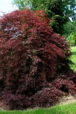Tamukeyama Dwarf Red Japanese Maple - 1 Gallon Pot -Garden Plants Shop Japanese Maple Tamukeyama 10