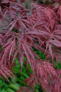 Tamukeyama Dwarf Red Japanese Maple - 1 Gallon Pot -Garden Plants Shop Japanese Maple Tamukeyama 13
