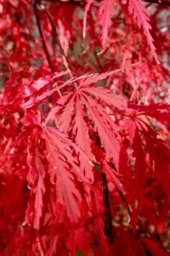 Tamukeyama Dwarf Red Japanese Maple - 1 Gallon Pot -Garden Plants Shop Japanese Maple Tamukeyama 14