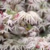 Ukigumo Floating Cloud Ghost Japanese Maple - 5 Gallon Pot -Garden Plants Shop Japanese Maple Ukigumo Floating Cloud 14