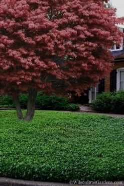 Asian Jasmine (Trachelospermum Asiaticum) - 36 Pack Of 3.5" Pint Pots -Garden Plants Shop Jasmine Asian 21