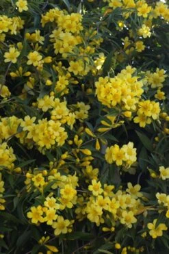 Duet Yellow Jasmine (Jessamine) - 2 Gallon Pot 14 Duet Yellow Jasmine (Jessamine) - 2 Gallon Pot -Garden Plants Shop Jasmine Duet 5