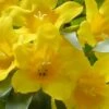 Duet Yellow Jasmine (Jessamine) - 2 Gallon Pot 1 Duet Yellow Jasmine (Jessamine) - 2 Gallon Pot -Garden Plants Shop Jasmine Duet 7