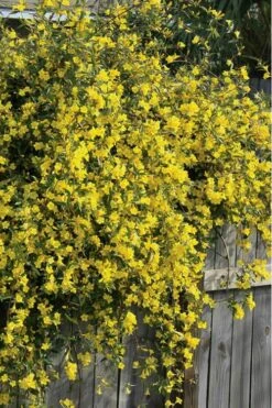 Duet Yellow Jasmine (Jessamine) - 2 Gallon Pot 12 Duet Yellow Jasmine (Jessamine) - 2 Gallon Pot -Garden Plants Shop Jasmine Duet 8