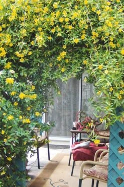 Duet Yellow Jasmine (Jessamine) - 2 Gallon Pot 13 Duet Yellow Jasmine (Jessamine) - 2 Gallon Pot -Garden Plants Shop Jasmine Duet 9