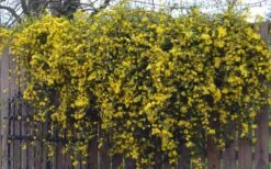 Duet Yellow Jasmine (Jessamine) - 2 Gallon Pot 15 Duet Yellow Jasmine (Jessamine) - 2 Gallon Pot -Garden Plants Shop Jasmine Duet On Fence