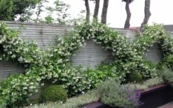 Madison Confederate Jasmine - 1 Gallon Pot -Garden Plants Shop Jasmine Madison 12