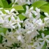 Madison Confederate Jasmine - 6 Pack Of 1 Gallon Pots -Garden Plants Shop Jasmine Madison Rev 500x750 2
