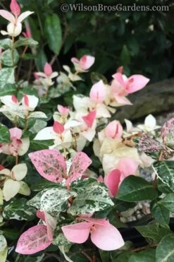 Snow N Summer Asiatic Jasmine - 1 Gallon Pot -Garden Plants Shop Jasmine Snow n Summer 20