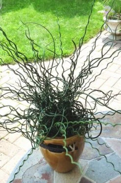 Big Twister Giant Corkscrew Rush (Juncus Effusus) - 1 Gallon Pot 15 Big Twister Giant Corkscrew Rush (Juncus Effusus) - 1 Gallon Pot -Garden Plants Shop Juncus Big Twister 10