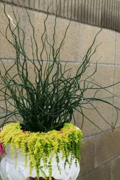 Big Twister Giant Corkscrew Rush (Juncus Effusus) - 1 Gallon Pot 13 Big Twister Giant Corkscrew Rush (Juncus Effusus) - 1 Gallon Pot -Garden Plants Shop Juncus Big Twister 12