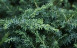 Blue Pacific Juniper - 1 Gallon Pot -Garden Plants Shop Juniper Blue Pacific 12