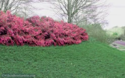 Blue Pacific Juniper - 1 Gallon Pot -Garden Plants Shop Juniper Blue Pacific 16