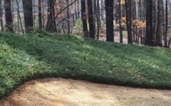 Blue Pacific Juniper - 1 Gallon Pot -Garden Plants Shop Juniper Blue Pacific