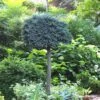 Blue Star Juniper Tree (Single Trunk Topiary) - 1 Gallon Pot -Garden Plants Shop Juniper Blue Star Standard Topiary 1 1