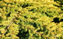 All Gold Golden Pacific Juniper - 6 Pack Of 1 Gallon Pots -Garden Plants Shop Juniper Golden Pacific 10