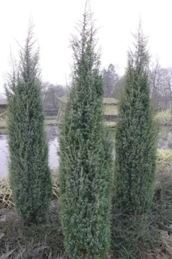 Skyrocket Columnar Juniper - 1 Gallon Pot