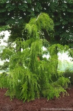 Weeping Virginia Juniper - Juniperus Virginiana 'Pendula' - 1 Gallon Pot 10 Weeping Virginia Juniper - Juniperus Virginiana 'Pendula' - 1 Gallon Pot -Garden Plants Shop Juniper Virginia Weeping