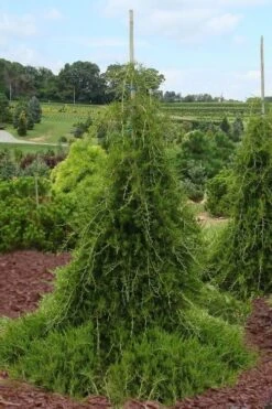 Weeping Virginia Juniper - Juniperus Virginiana 'Pendula' - 1 Gallon Pot 11 Weeping Virginia Juniper - Juniperus Virginiana 'Pendula' - 1 Gallon Pot -Garden Plants Shop Juniper Virginia Weeping 5