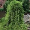Weeping Virginia Juniper - Juniperus Virginiana 'Pendula' - 1 Gallon Pot -Garden Plants Shop Juniper Virginia Weeping 8