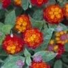 Cosmic Firestorm Lantana - 1 Gallon Pot -Garden Plants Shop Lantana Cosmic Firestorm 1