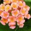 Little Lucky Peach Glow Lantana - 1 Gallon Pot -Garden Plants Shop Lantana Little Lucky Peach Glow 500x750 2