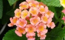 Little Lucky Peach Glow Lantana - 1 Gallon Pot -Garden Plants Shop Lantana Little Lucky Peach Glow Flower Closeup 1