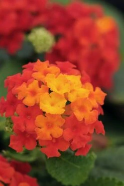 Cosmic Firestorm Lantana - 1 Gallon Pot -Garden Plants Shop Lantana Little Lucky Red 500x750 1