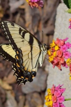 Sonset Hardy Lantana - 1 Gallon Pot -Garden Plants Shop Lantana Sonset 25